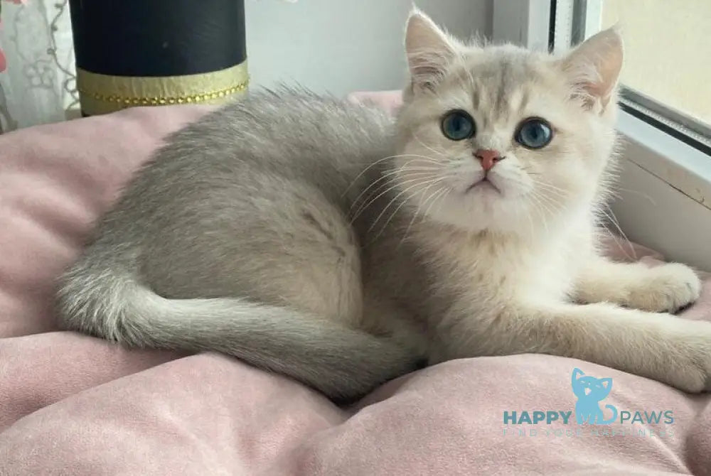 Larry British Shorthair male blue golden shaded live animals