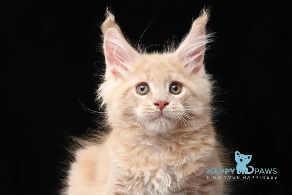 Larry Maine Coon male cream tabby live animals