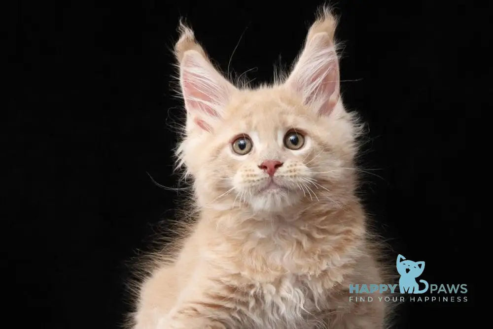 Larry Maine Coon male cream tabby live animals
