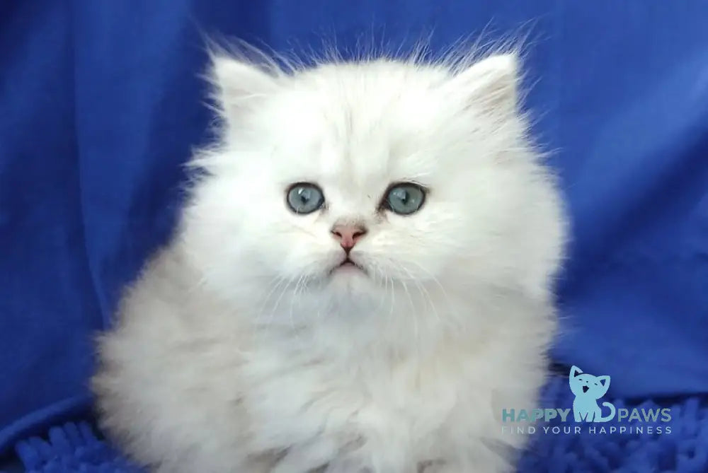 Lary Persian male black silver shaded live animals