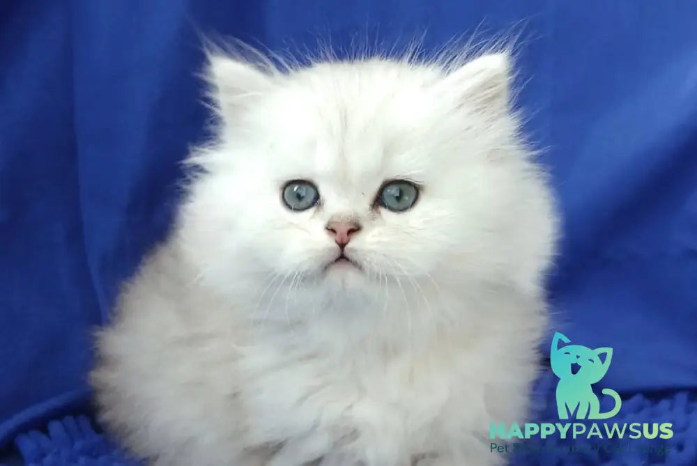Lary Persian male black silver shaded live animals