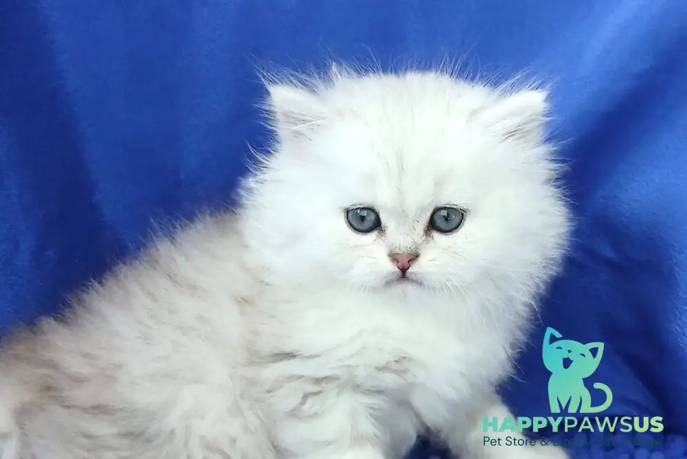 Lary Persian male black silver shaded live animals