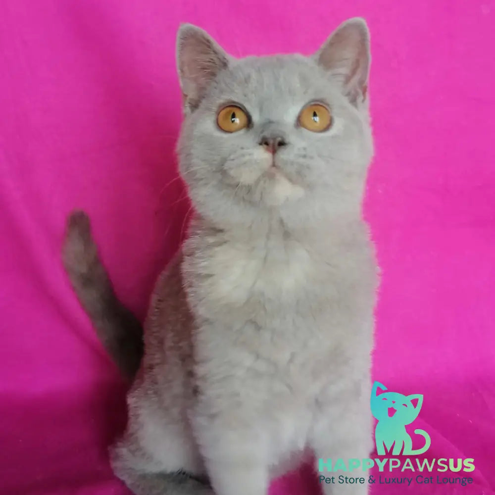 Laska British Shorthair female lilac tortie - live animals