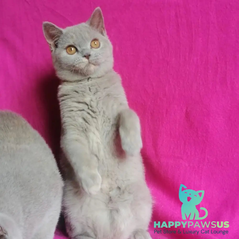 Laska British Shorthair female lilac tortie - live animals