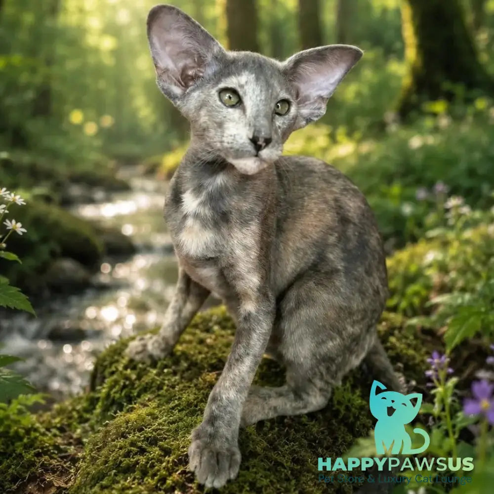 Latifa Oriental Shorthair female blue tortie - live animals