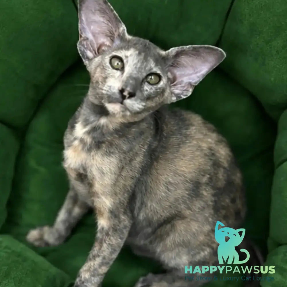 Latifa Oriental Shorthair female blue tortie - live animals