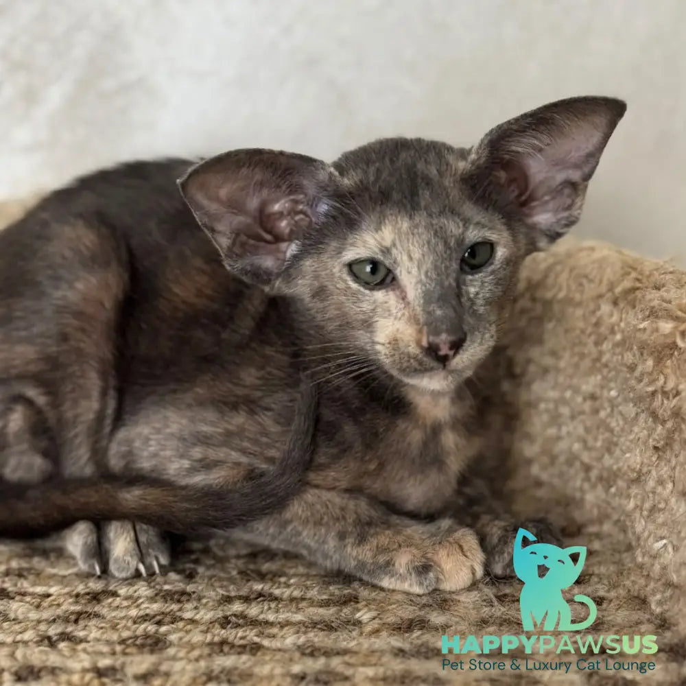 Latifa Oriental Shorthair female blue tortie - live animals