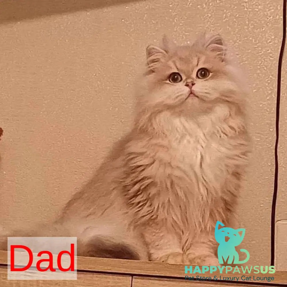 Latte British Shorthair male black golden shaded - live animals