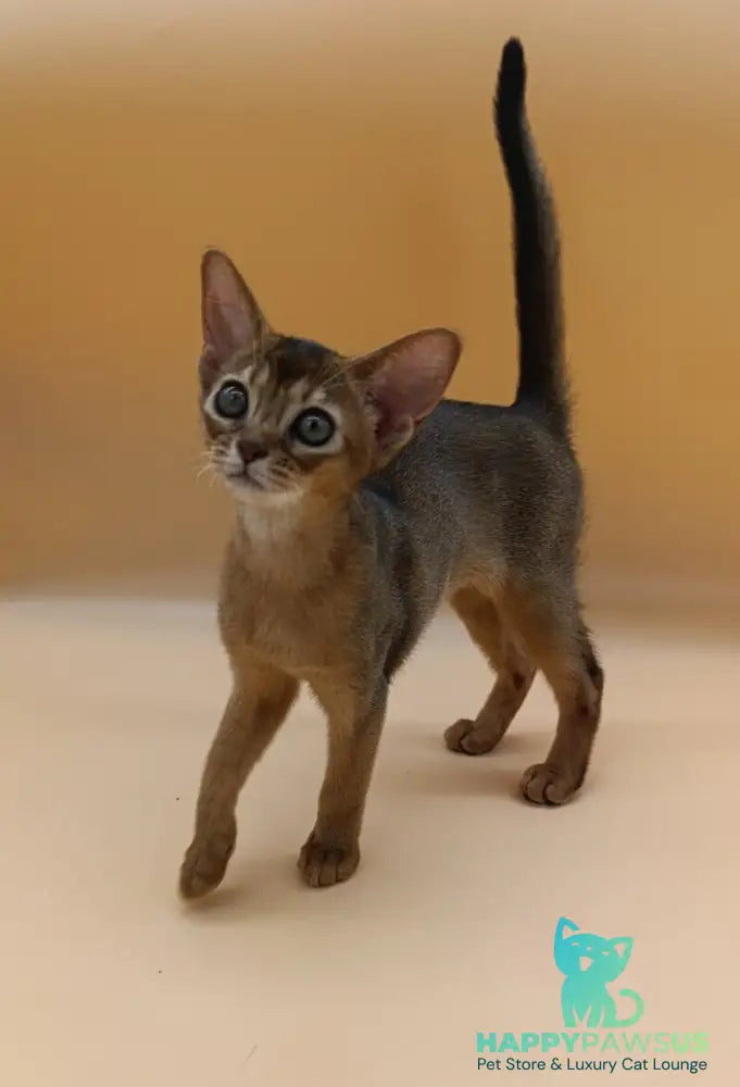 Laura Abyssinian female ruddy - live animals
