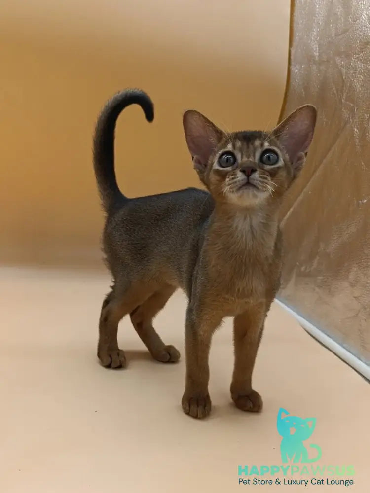 Laura Abyssinian female ruddy - live animals