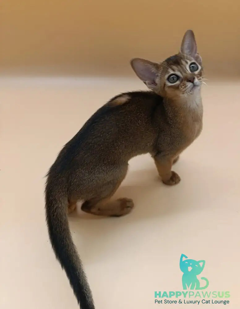 Laura Abyssinian female ruddy - live animals