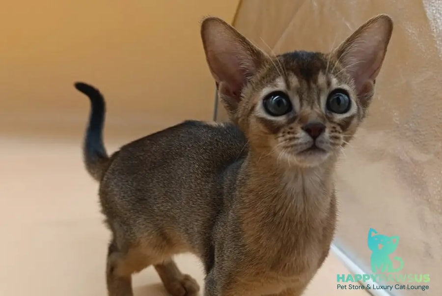 Laura Abyssinian female ruddy - live animals