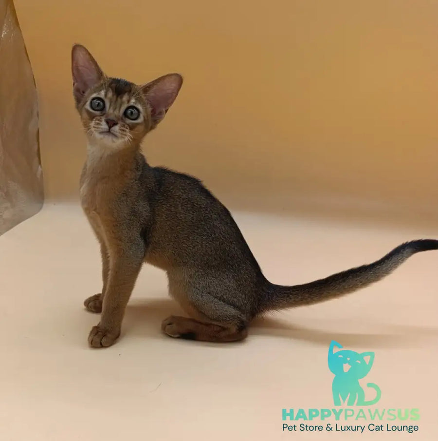 Laura Abyssinian female ruddy - live animals