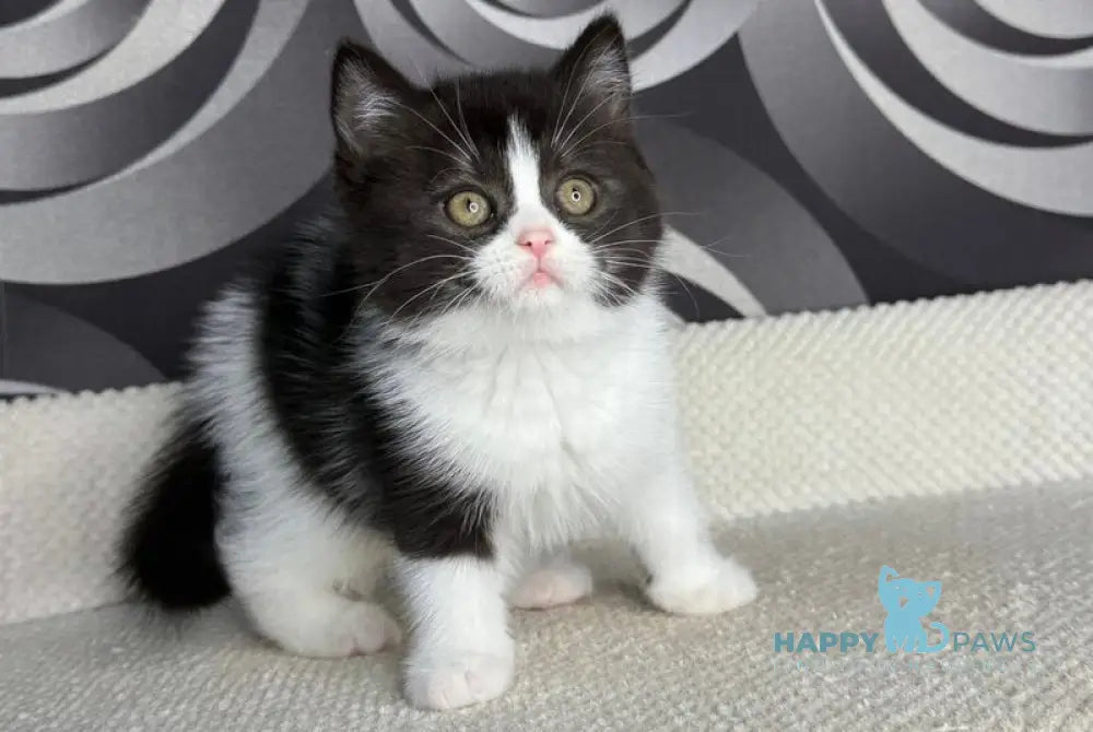 Laura British Shorthair female black bicolour live animals