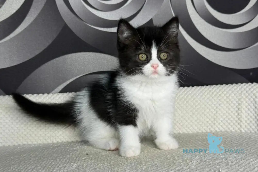 Laura British Shorthair female black bicolour live animals