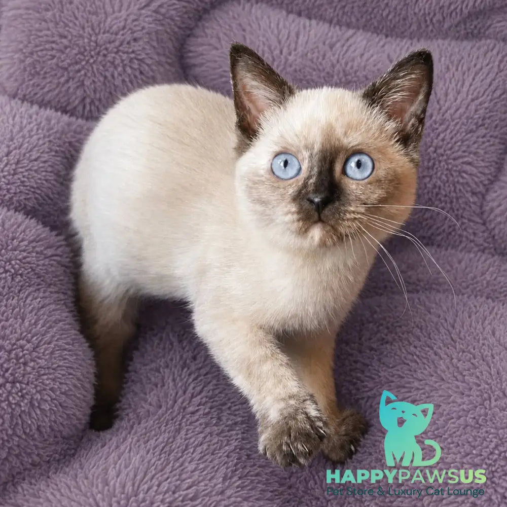 Laura British Shorthair female black tortie pointed - live animals