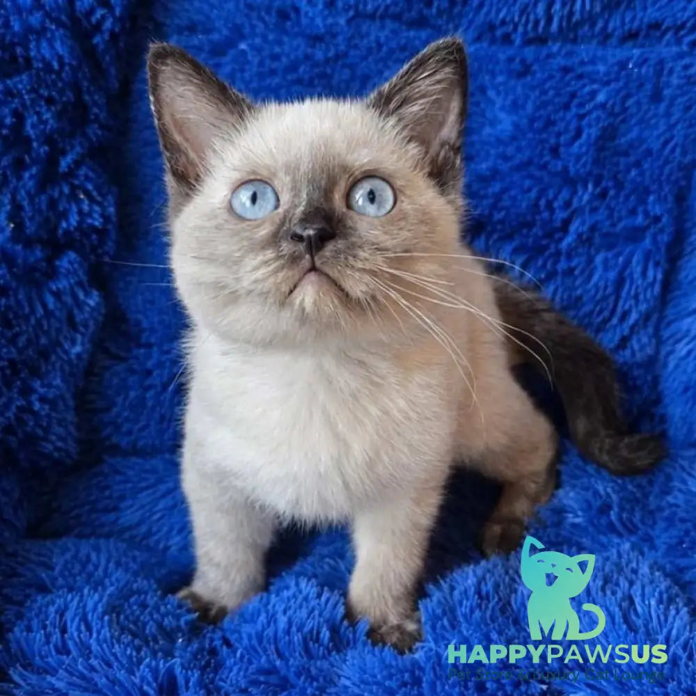 Laura British Shorthair female black tortie pointed - live animals