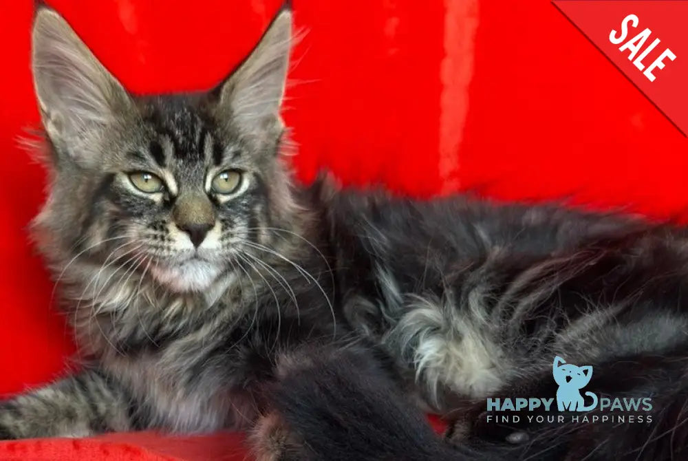 Laura Maine Coon female black tabby live animals