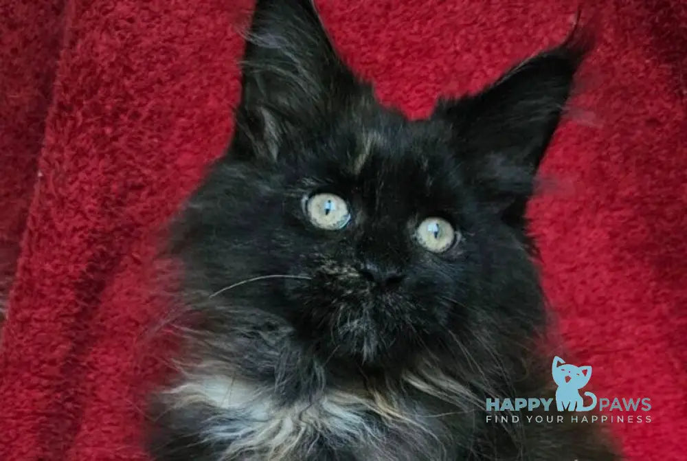 Laura Maine Coon female black tortie live animals