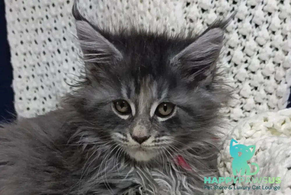 Laura Maine Coon female blue tortie silver tabby live animals