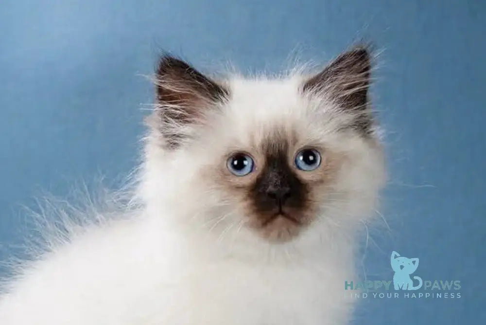 Laura Neva Masquerade female black pointed live animals