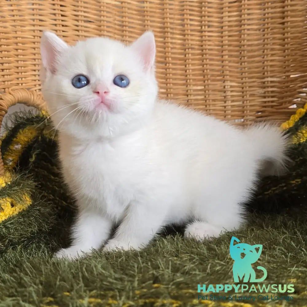 Laura Scottish Straight female chocolate golden chinchilla pointed - live animals