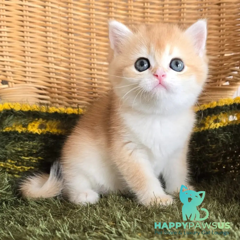 Laurika Scottish Straight female black golden shaded - live animals