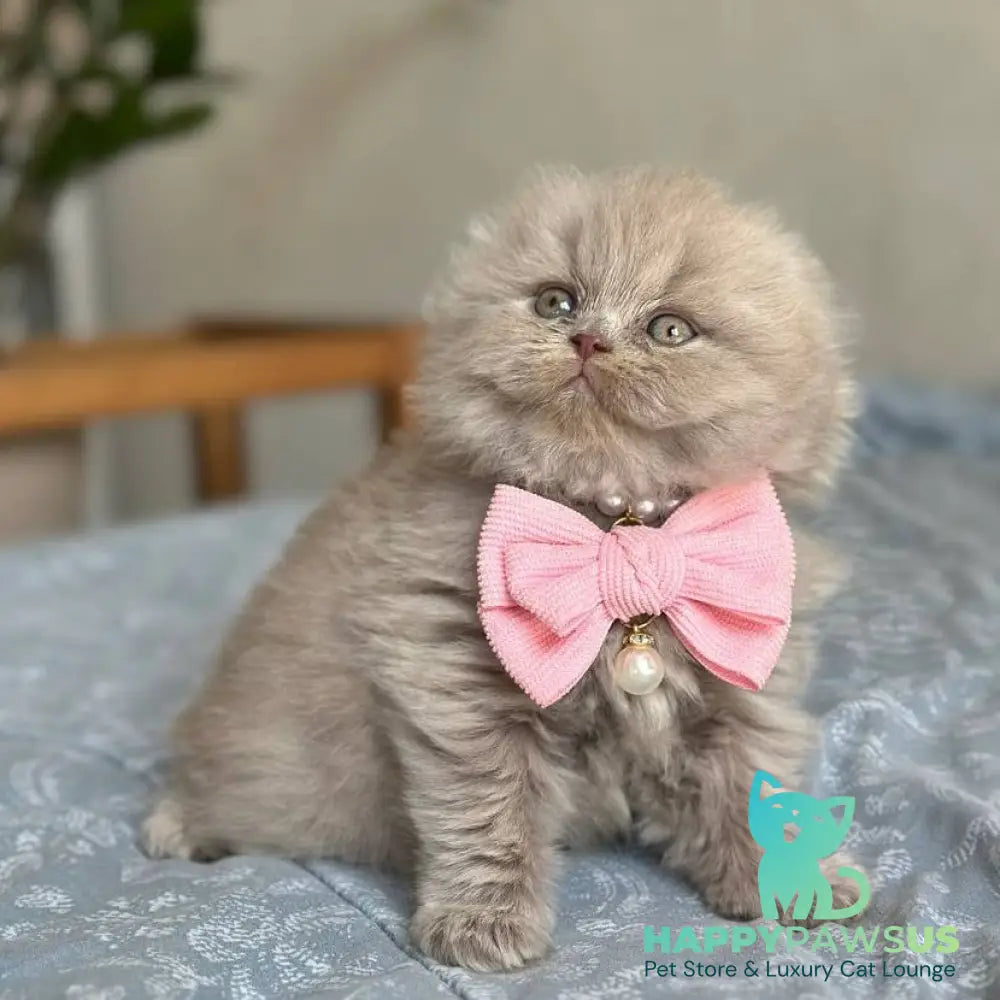 Lava Scottish Fold female lilac - live animals