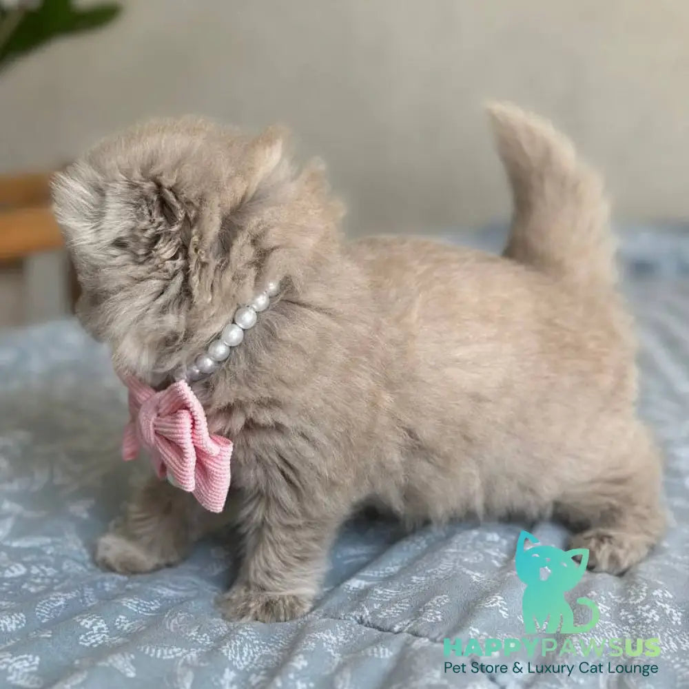 Lava Scottish Fold female lilac - live animals