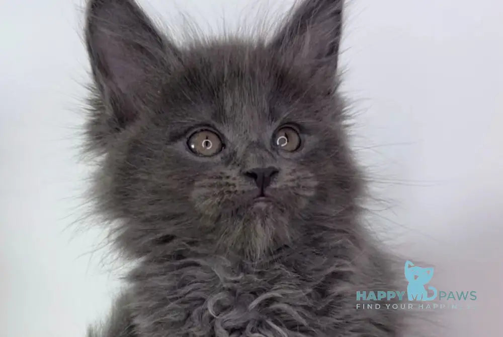 Lavanda Maine Coon female blue live animals
