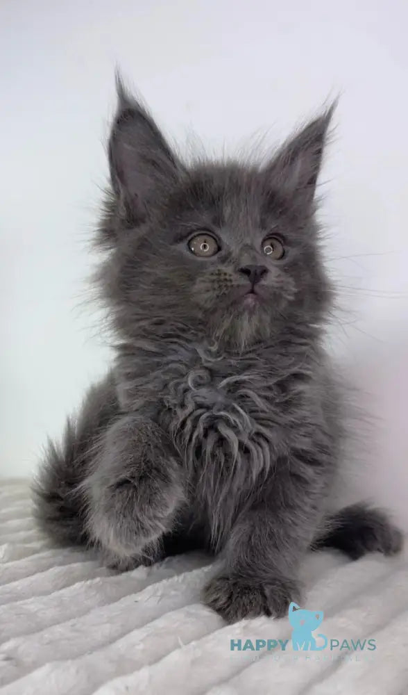 Lavanda Maine Coon female blue live animals