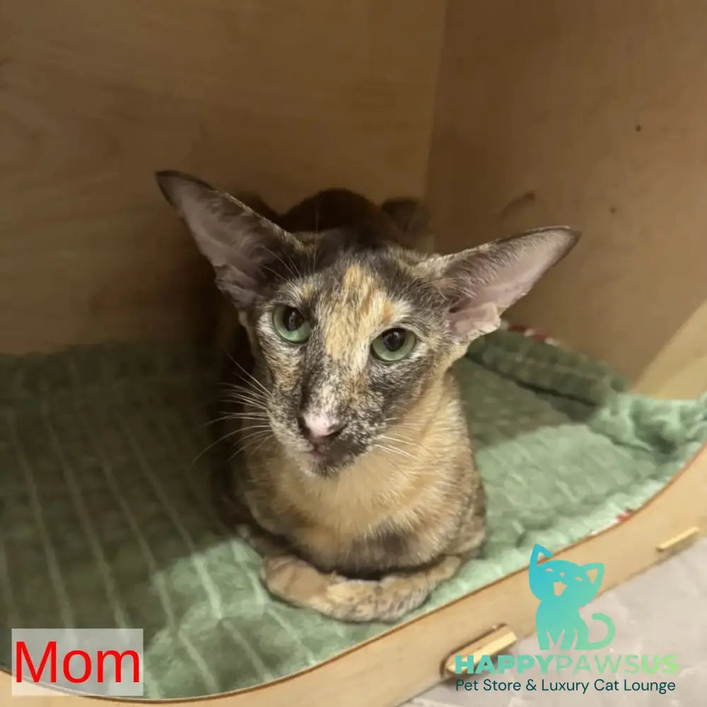 Lavanda Oriental Shorthair female lilac - live animals