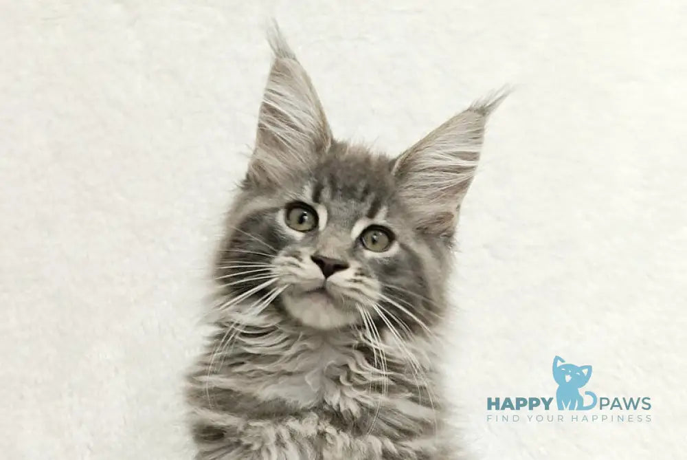 Lavandia Maine Coon female blue tabby live animals