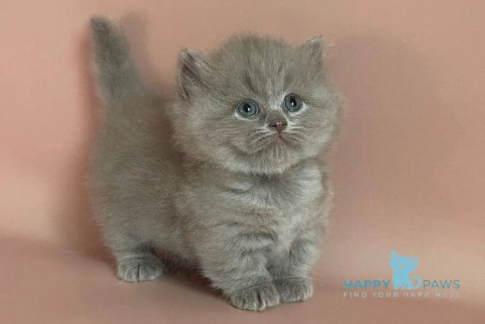 Lavender Munchkin female lilac live animals