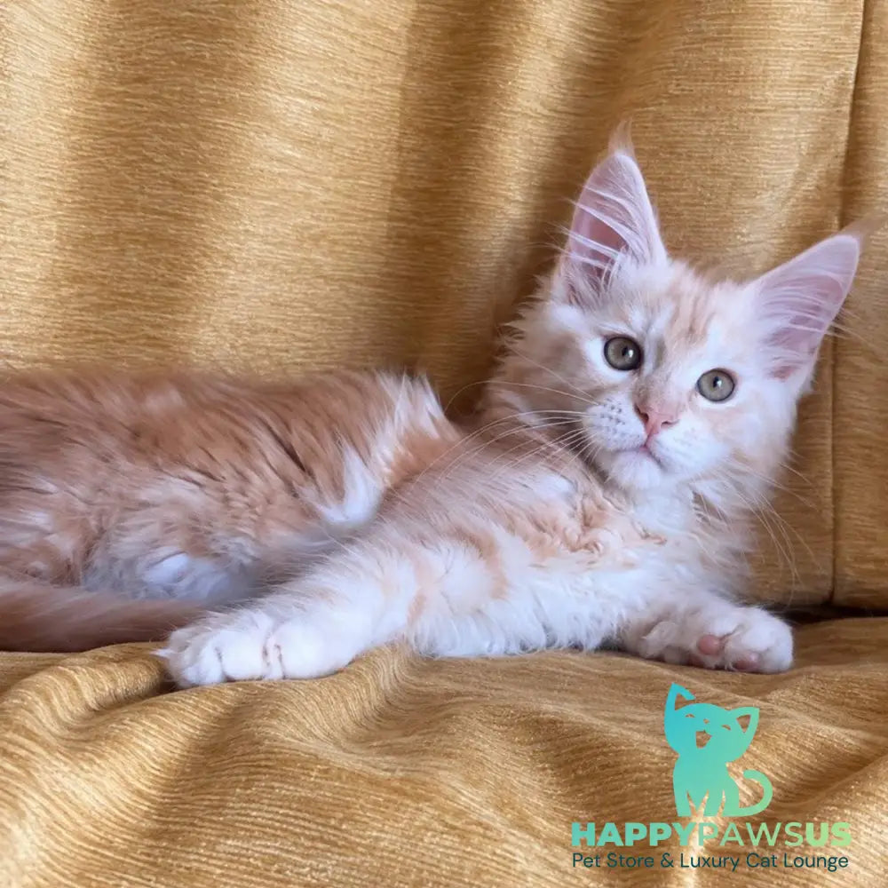 Lavinelle Maine Coon female red silver tabby - live animals