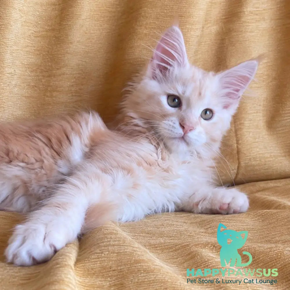 Lavinelle Maine Coon female red silver tabby - live animals