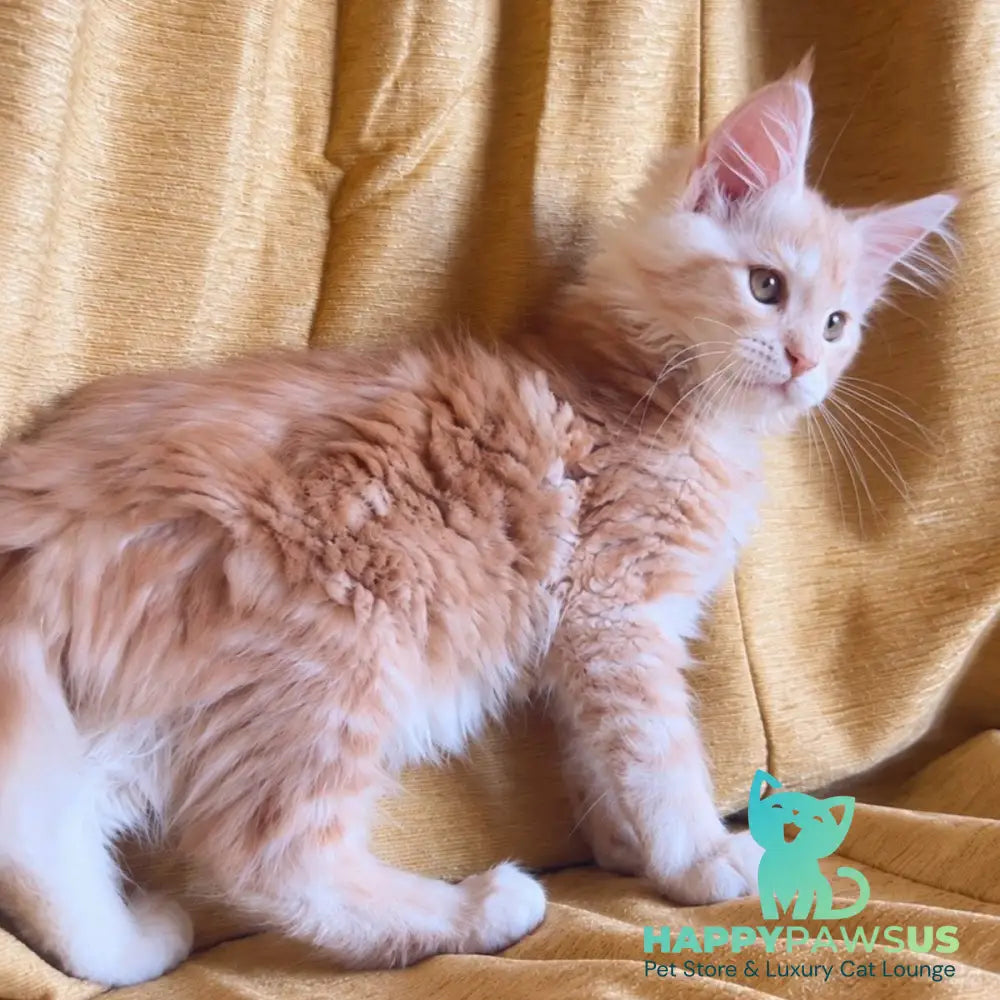 Lavinelle Maine Coon female red silver tabby - live animals