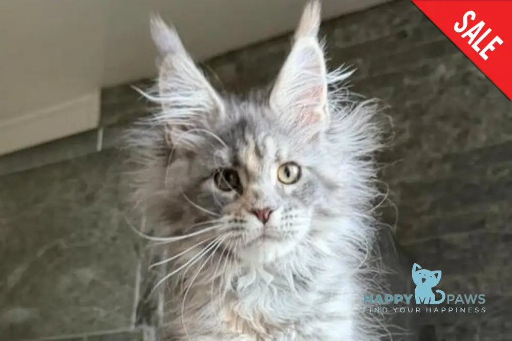Liza Maine Coon polydactyl female blue tortie tabby - live animals