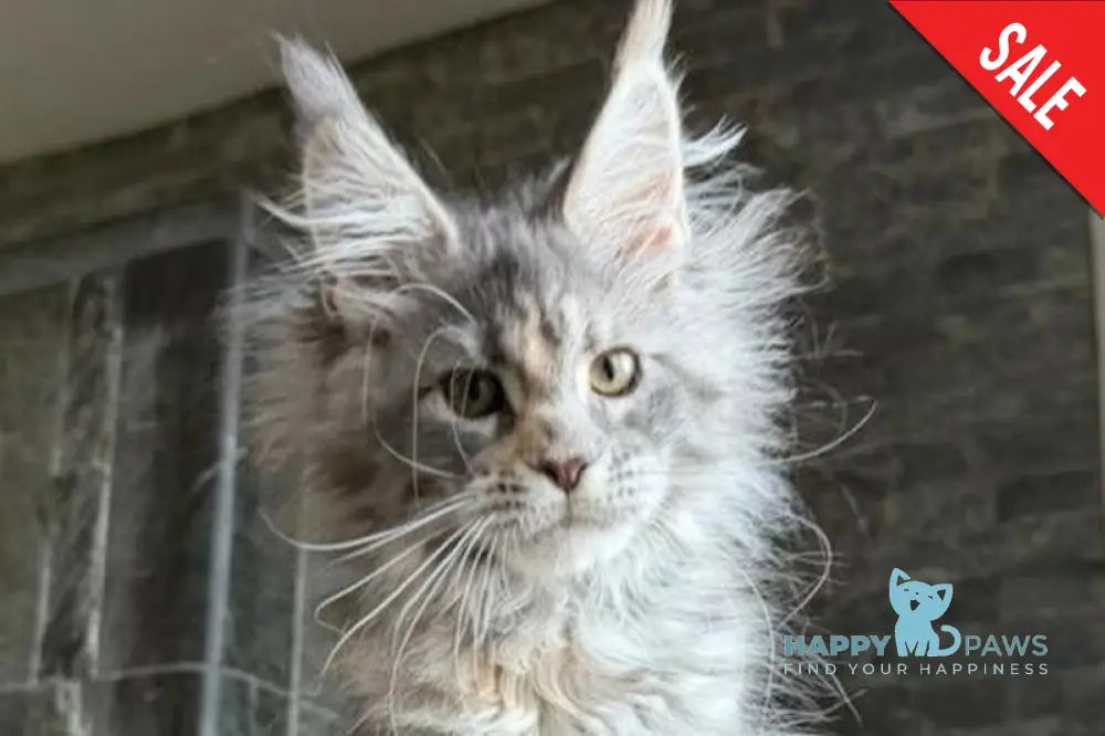 Liza Maine Coon polydactyl female blue tortie tabby - live animals