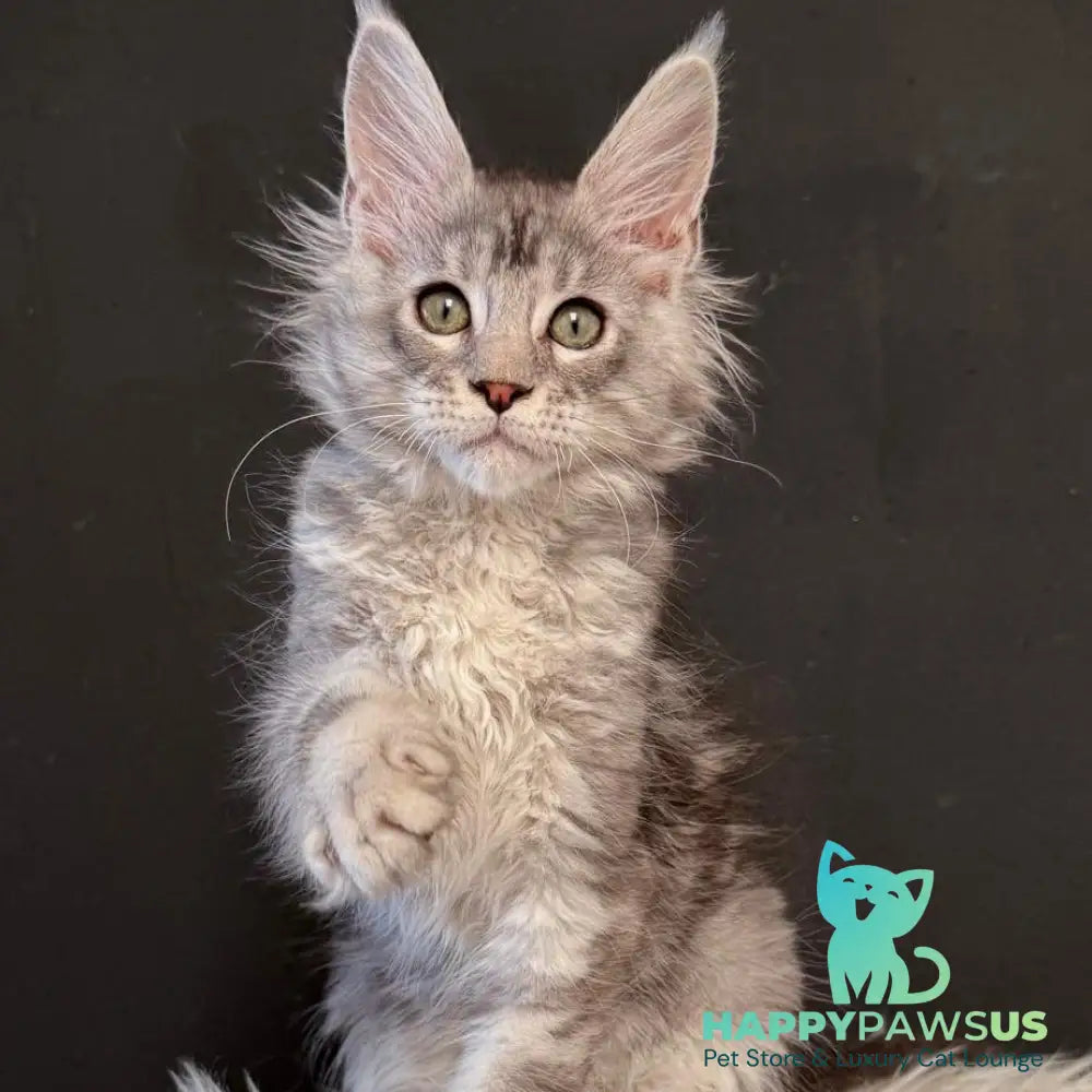 Lavr Maine Coon male black silver tabby - live animals