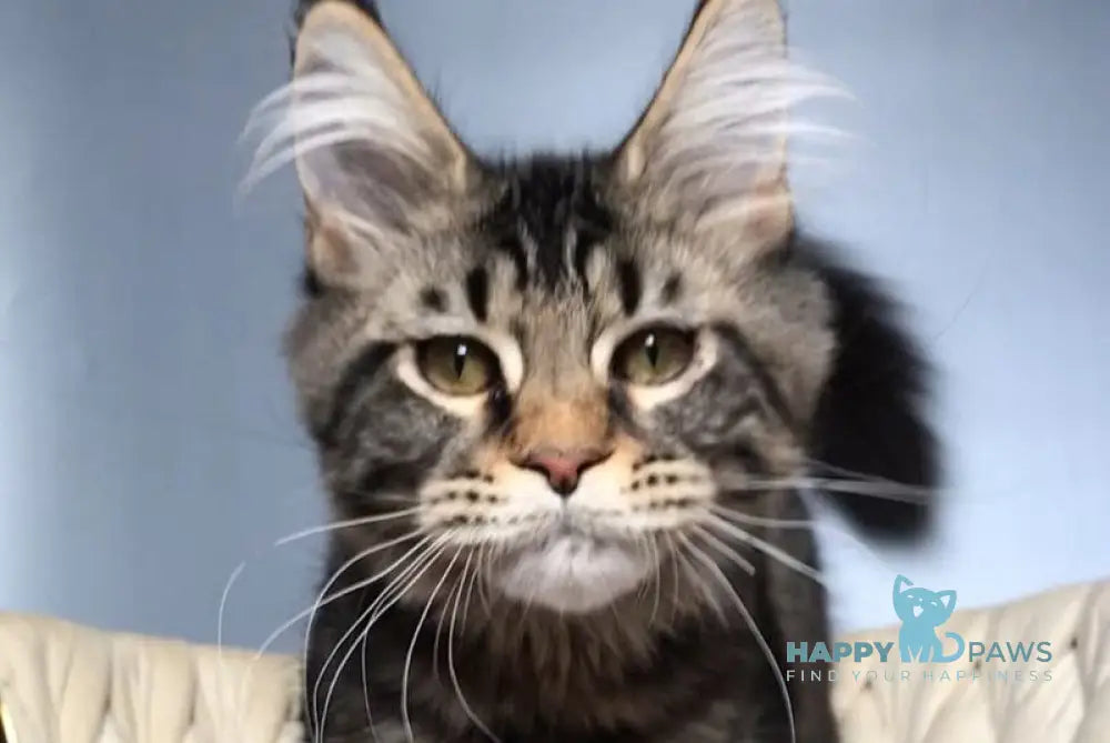 Layala Maine Coon female black tabby live animals