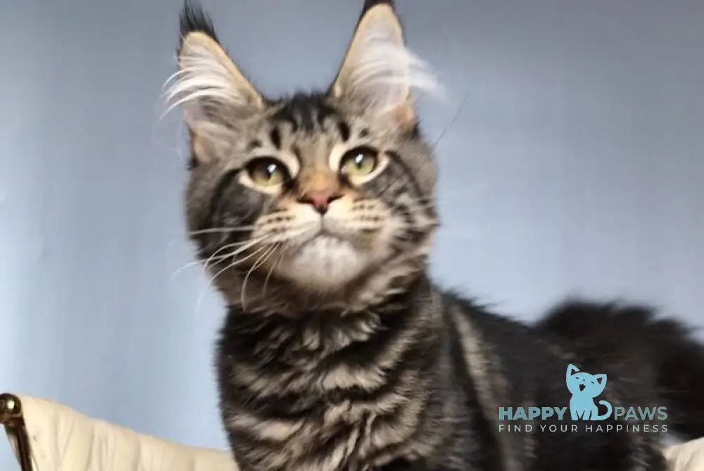 Layala Maine Coon female black tabby live animals