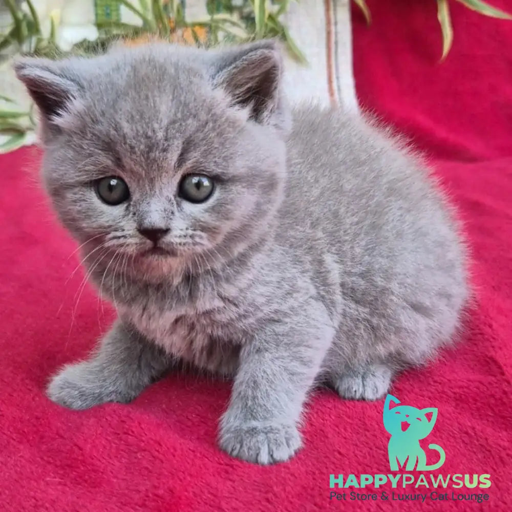 Layla Scottish Straight female blue - live animals
