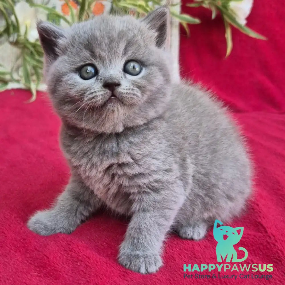 Layla Scottish Straight female blue - live animals