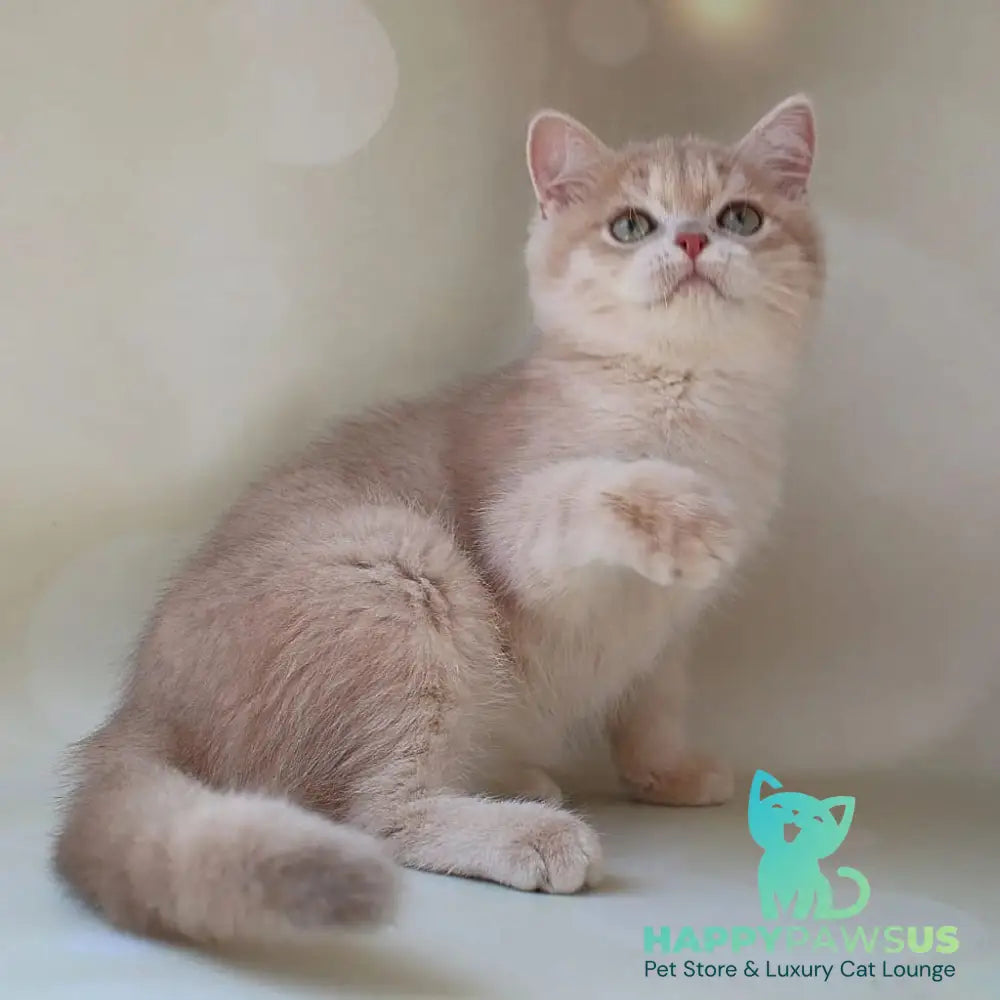 Layma British Shorthair female lilac golden shaded - live animals