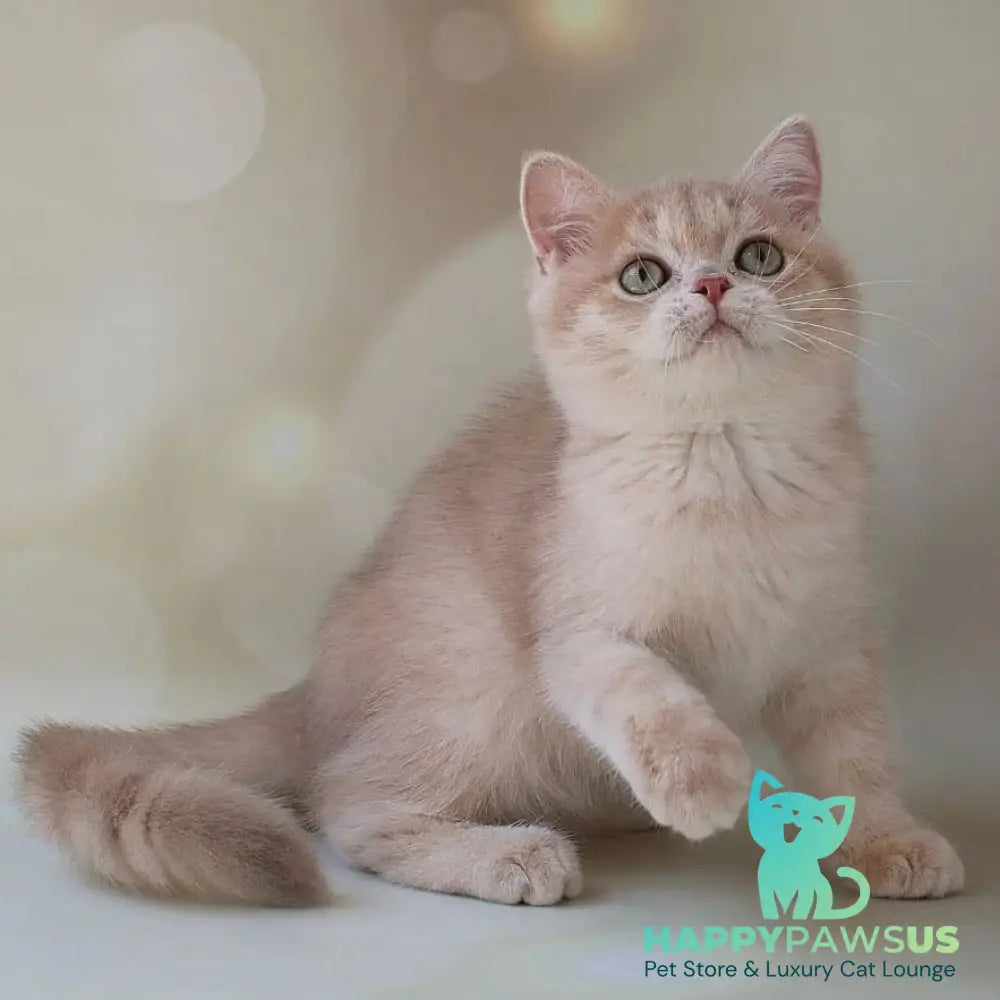 Layma British Shorthair female lilac golden shaded - live animals