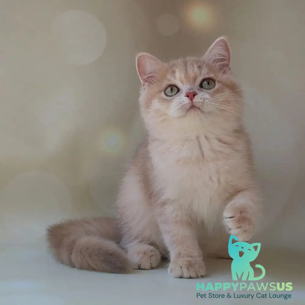 Layma British Shorthair female lilac golden shaded - live animals