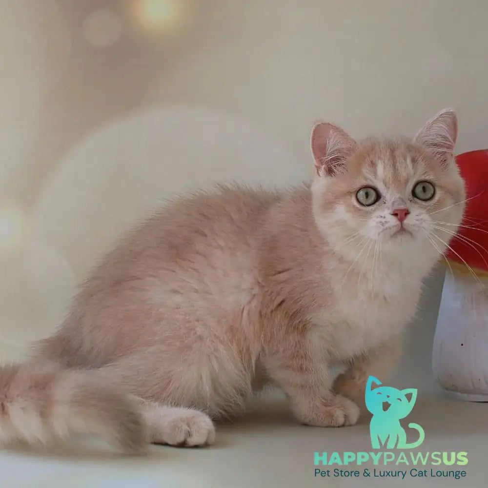 Layma British Shorthair female lilac golden shaded - live animals