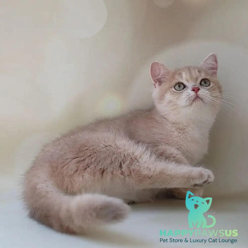 Layma British Shorthair female lilac golden shaded - live animals