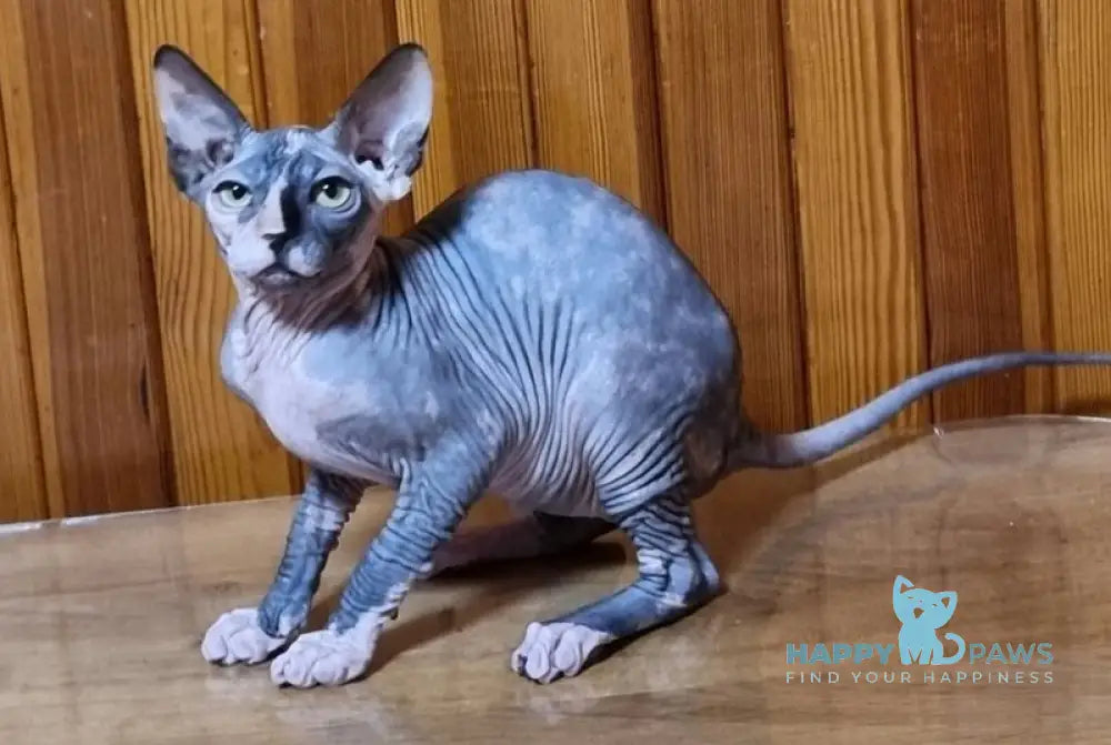 Layma Canadian Sphynx female black tortie bicolour live animals